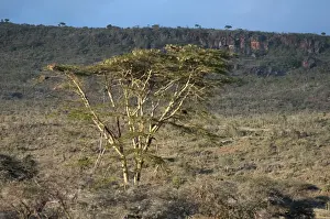 Acacia Prints: Yellow barked acacia (fever tree) (Acacia xanthopholea), Loisaba Wilderness Conservancy