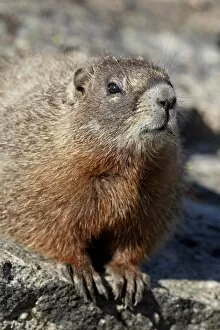 Images Dated 11th August 2011: Yellow-bellied marmot (yellowbelly marmot) (Marmota flaviventris), Shoshone National Forest, Wyoming