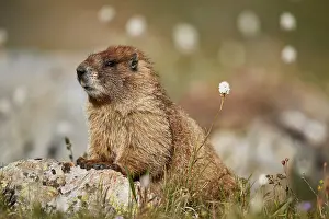 Yellow-bellied marmot (yellowbelly marmot) (Marmota flaviventris) among bistort