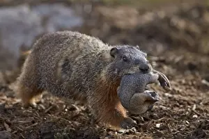 Carrying Prints: Yellow-bellied marmot (yellowbelly marmot) (Marmota flaviventris) carrying a pup