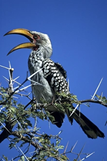 Hornbill Prints: Yellow billed hornbill (Tockus flavirostris)
