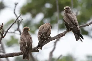 Kite Prints: Yellow-billed kite (Milvus parasitus) and black kite (Milvus migrans) perching on a tree