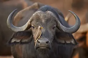 Foreground Focus Prints: Yellow-billed oxpecker (Buphagus africanus) on a Cape buffalo (Syncerus caffer)