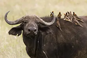 Tsavo Prints: Yellow-billed oxpeckers (Buphagus africanus) on the back of an African buffalo (Syncerus caffer)