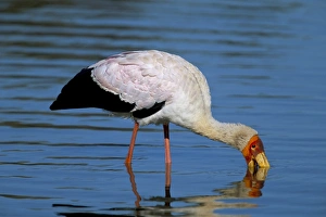 Yellow-billed stork (Mycteria ibis)