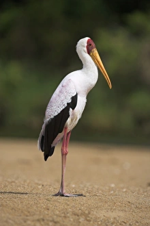 Images Dated 3rd March 2008: Yellow-billed stork (Mycteria ibis)