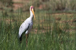 Tsavo Prints: A yellow-billed stork (Mycteria ibis), Tsavo, Kenya, East Africa, Africa