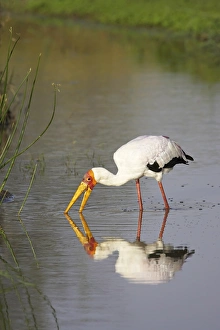 Stork Prints: Yellow-billed stork (Mycteria ibis) fishing