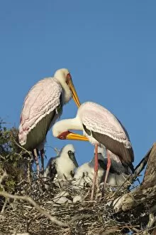 Nest Collection: Yellow-billed stork (Mycteria ibis) on nest, Chobe River, Botswana, Africa
