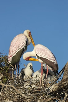 Mycteria Ibis Prints: Yellow-billed stork (Mycteria ibis) on nest, Chobe River, Botswana, Africa