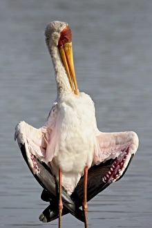Images Dated 15th November 2007: Yellow-billed stork (Mycteria ibis) preening, Kruger National Park, South Africa, Africa
