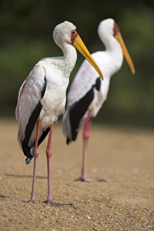 Stork Prints: Yellow-billed storks (Mycteria ibis)