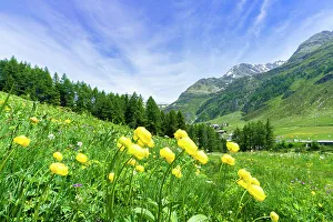 Valtellina Prints: Yellow buttercup flowers in bloom