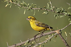 Canary Prints: Yellow canary (Crithagra flaviventris), male, Kgalagadi Transfrontier Park, South Africa