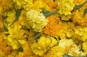 Floral Prints: Yellow carnations for sale for temple offerings in Little India