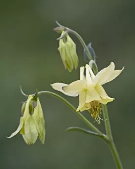 Images Dated 3rd August 2008: Yellow columbine (Aquilegia flavescens), Glacier National Park, Montana
