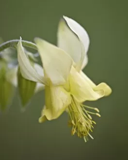 Glacier National Park Gallery: Yellow columbine (Aquilegia flavescens), Glacier National Park, Montana, United States of America