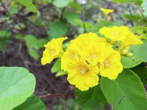 Petal Prints: Yellow cordia (Cordia lutea), Urbina Bay