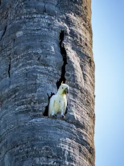 Indigenous Prints: Yellow-crested cockatoo resting in palm tree on Komodo Island in Indonesia during sunny weather