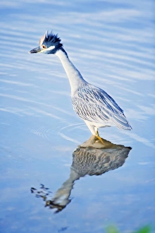Images Dated 20th November 2007: Yellow-crowned Night Heron (Nyctanassa violacea) standing in water, Sanibel Island, J