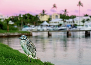 Shorebird Prints: Yellow Crowned Night Heron (Nyctanassa Violacea)