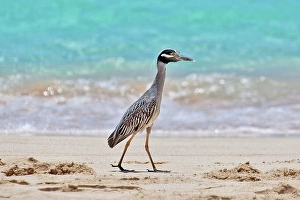 Crustacean Prints: Yellow Crowned Night Heron (Nyctanassa Violacea)