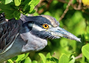 Shorebird Prints: Yellow Crowned Night Heron (Nyctanassa Violacea)