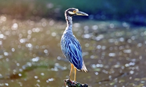 Crustacean Prints: Yellow Crowned Night Heron (Nyctanassa Violacea)