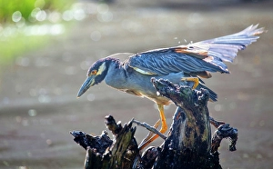 Shorebird Prints: Yellow Crowned Night Heron (Nyctanassa Violacea)