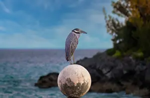 Beak Prints: Yellow Crowned Night Heron (Nyctanassa Violacea), Bermuda, Atlantic