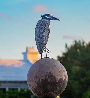 Shorebird Prints: Yellow Crowned Night Heron (Nyctanassa Violacea)