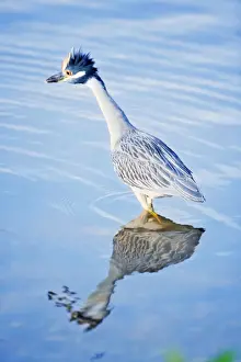 Sanibel Island Prints: Yellow-crowned Night Heron (Nyctanassa violacea) standing in water, Sanibel Island, J