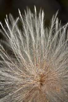 Albert A Prints: Yellow dryad (yellow mountain-avens) (Drummonds mountain avens) (Dryas drummondii) seed pod