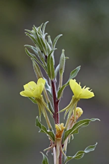 Albert A Prints: Yellow evening primrose (Oenothera villosa)