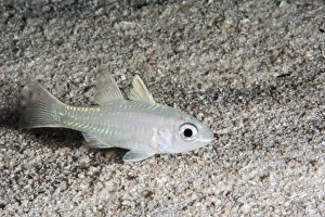 Images Dated 30th May 2008: Yellow eyed cardinalfish (Apogon monospilus), Sulawesi, Indonesia, Southeast Asia, Asia