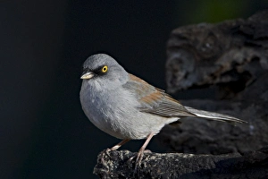 Images Dated 7th April 2010: Yellow-eyed junco (Junco phaeonotus), Chiricahuas, Coronado National Forest