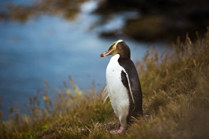 Moeraki Prints: Yellow-eyed penguin (Megadyptes antipodes), Moeraki, South Island, New Zealand, Pacific
