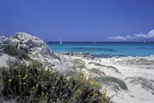 Images Dated 6th January 2010: Yellow flowers on the beach, Formentera, Balearic Islands, Spain, Mediterranean, Europe