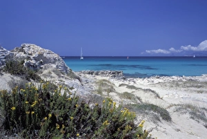 Balearic Islands Prints: Yellow flowers on the beach, Formentera, Balearic Islands, Spain, Mediterranean, Europe
