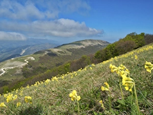 Winding Road Prints: Yellow flowers blooming in the fields, Mount Acuto, Apennines, Umbria, Italy, Europe