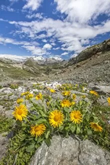 Images Dated 8th August 2010: Yellow flowers frame the landscape around Lake Grevasalvas, Engadine, Canton of Grisons