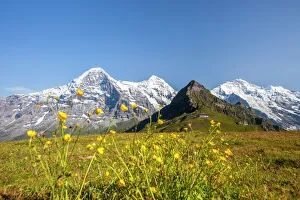 Flowers Prints: Yellow flowers framing Mount Eiger