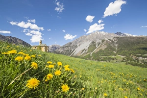 Yellow flowers and green meadows frame the church of Oga, Bormio, Stelvio National Park