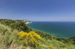 Marche Prints: Yellow flowers on the promontory overlooking the turquoise sea, Province of Ancona