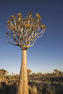 Yellow flowers on quiver trees, Quiver Tree Forest, Keetmanshoop, Namibia, Africa