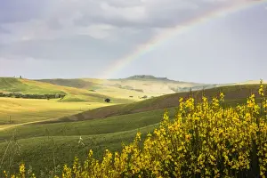Crete Senesi Prints: Yellow flowers and rainbow frame the green hills of Crete Senesi (Senese Clays)