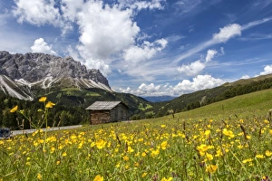 Uncultivated Prints: Yellow flowers in spring in the Funes Valley in the Dolomites, South Tyrol, Italy, Europe