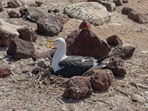 Camera Prints: Yellow-footed gull (Larus livens)
