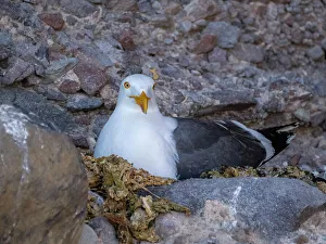 Dried Prints: Yellow-footed gull (Larus livens)