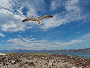 Rocky Terrain Prints: Yellow-footed gull (Larus livens)